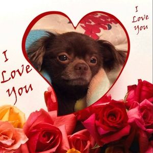 Meet your Posher, Victor